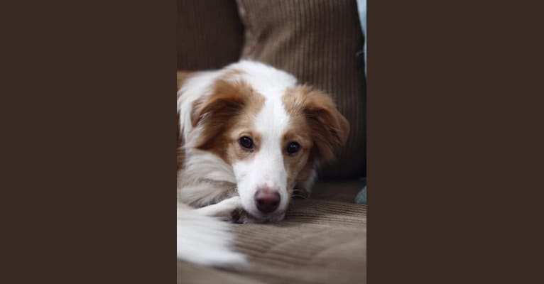 Photo of Bailey, a Collie, Shetland Sheepdog, Chihuahua, Yorkshire Terrier, Saint Bernard, and Mixed mix in Downsville, New York, USA