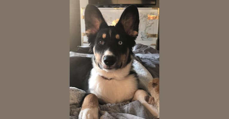 Koda, a Siberian Husky and Australian Cattle Dog mix tested with EmbarkVet.com