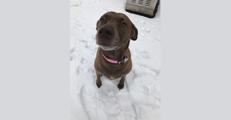 Dakota, a Labrador Retriever and Staffordshire Terrier mix tested with EmbarkVet.com