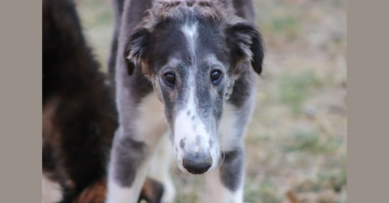 Photo of Zeal, a Borzoi  in Belleville, MI, USA