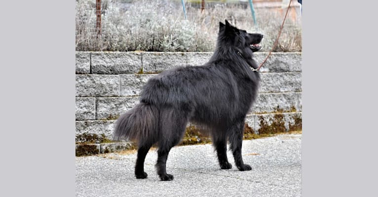 "Bluie", a Belgian Shepherd tested with EmbarkVet.com