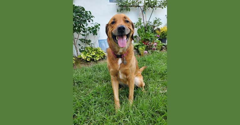 Osa, a Labrador Retriever and Beagle mix tested with EmbarkVet.com