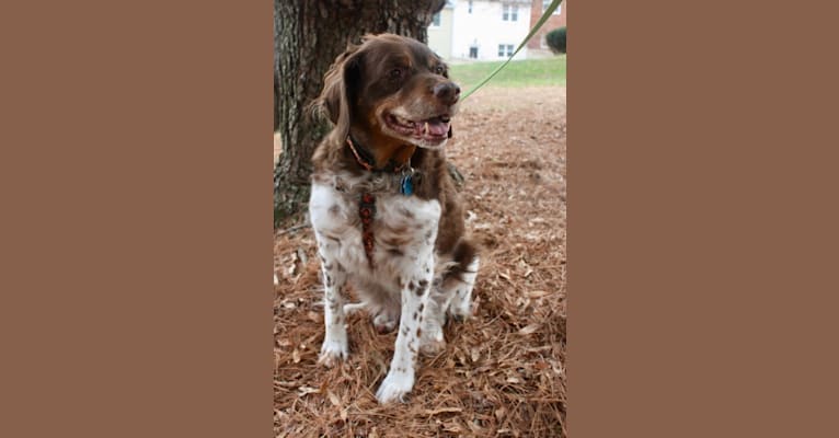 Teddy, a Brittany tested with EmbarkVet.com