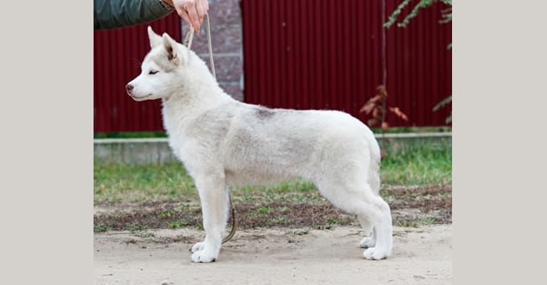 Gen, a Siberian Husky tested with EmbarkVet.com