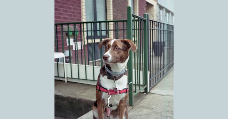 Ghanima, a Beagle and American Bulldog mix tested with EmbarkVet.com