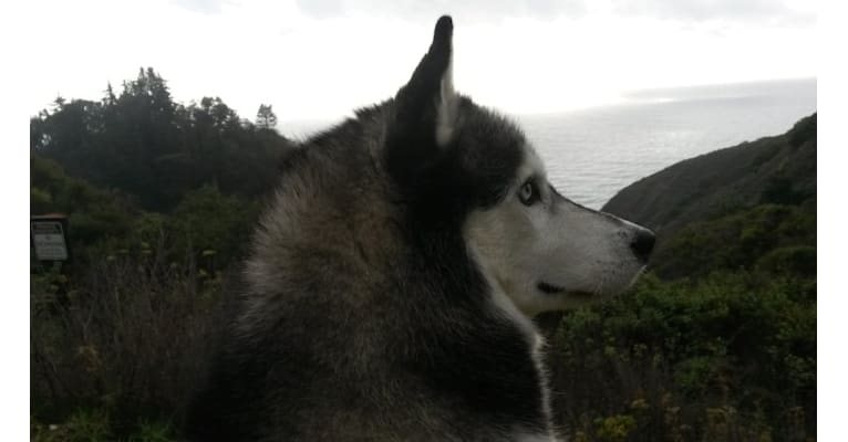 Aurora, a Siberian Husky tested with EmbarkVet.com