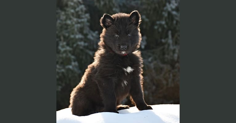 Arya, a Siberian Husky and German Shepherd Dog mix tested with EmbarkVet.com