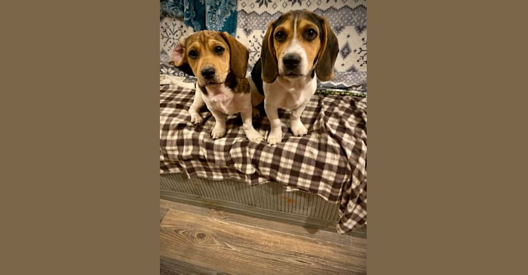 Photo of Bandit, a Treeing Walker Coonhound, Beagle, Dachshund, and American English Coonhound mix in Bandy, Virginia, USA