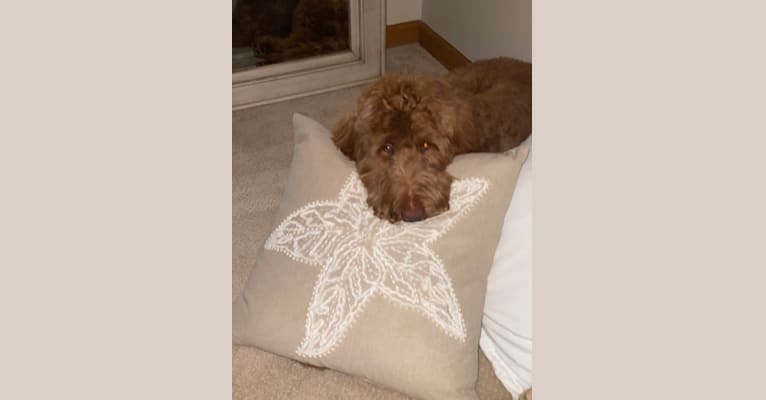 Scout, a Goldendoodle tested with EmbarkVet.com