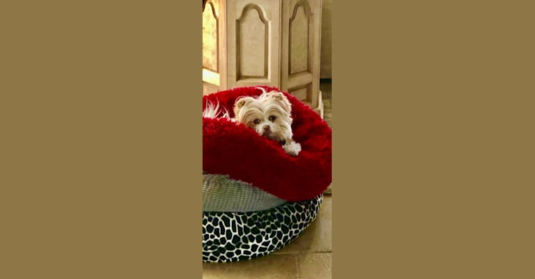 Gracie, a Chihuahua and Shih Tzu mix tested with EmbarkVet.com