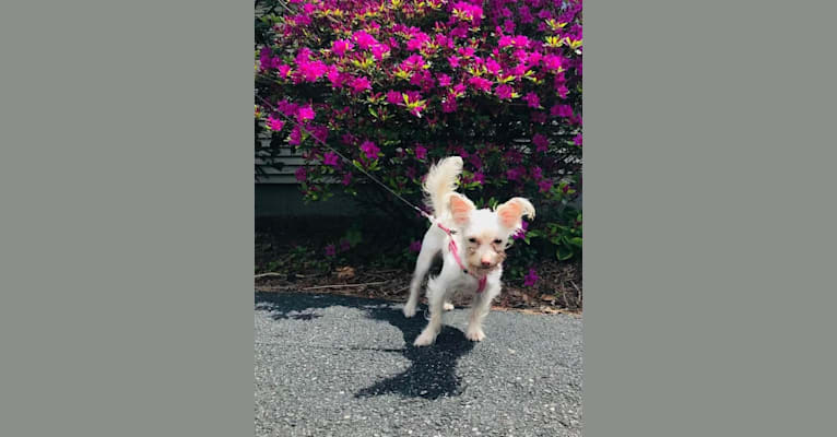 Photo of Dolly Barkon, a Chihuahua, Maltese, and Poodle (Small) mix in Rhode Island, USA