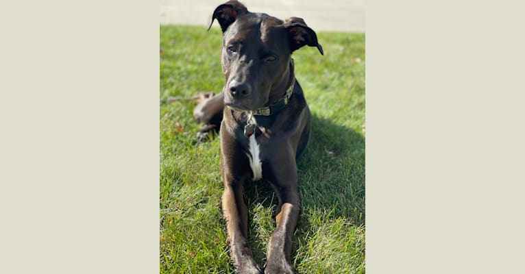 Axel, a Staffordshire Terrier and Rottweiler mix tested with EmbarkVet.com