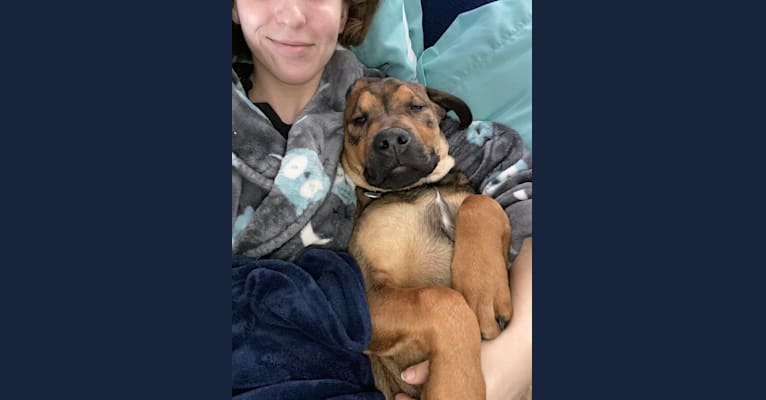 Lenny, a Rottweiler and American Pit Bull Terrier mix tested with EmbarkVet.com