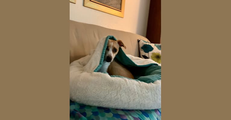 Sadie, a Chihuahua and Australian Shepherd mix tested with EmbarkVet.com