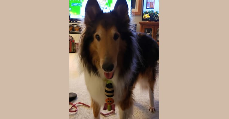 Photo of Harry, a Collie  in Greenfield, Wisconsin, USA