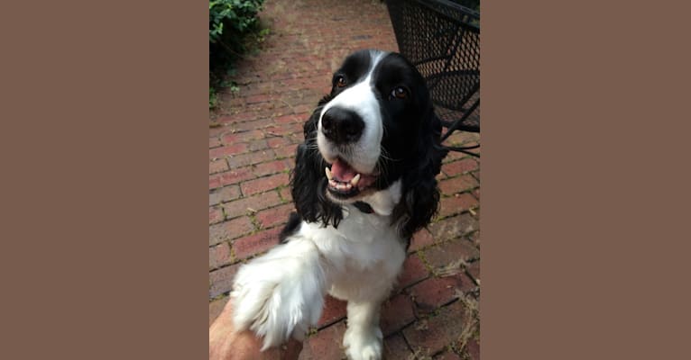 Sailor, an English Springer Spaniel tested with EmbarkVet.com