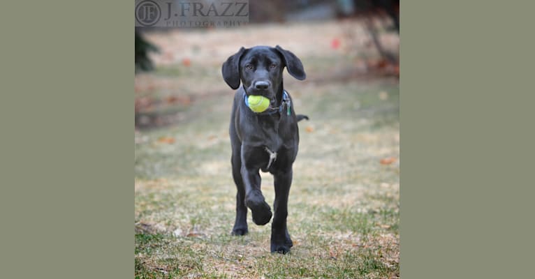 Jake, a Labrador Retriever tested with EmbarkVet.com