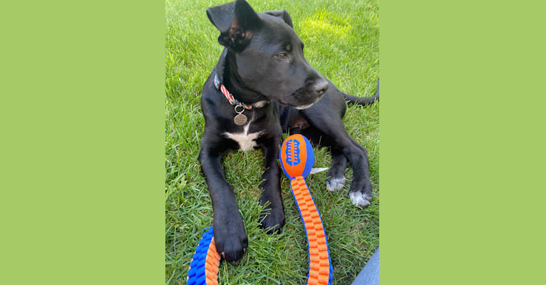 Mooshie, an American Pit Bull Terrier and German Shepherd Dog mix tested with EmbarkVet.com