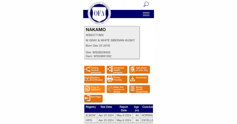 Nakamo, a Siberian Husky tested with EmbarkVet.com