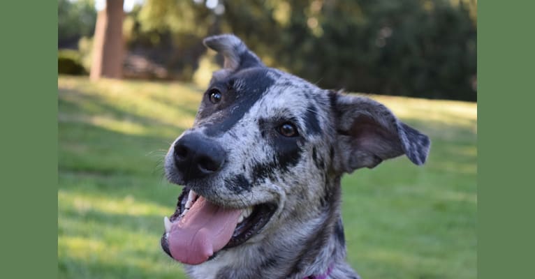 Cosmo, a German Shepherd Dog and Australian Shepherd mix tested with EmbarkVet.com