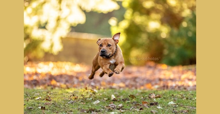 Ginger Ninja, a Staffordshire Bull Terrier and Boxer mix tested with EmbarkVet.com