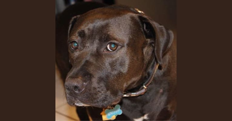 Snoop, an American Bully and Golden Retriever mix tested with EmbarkVet.com
