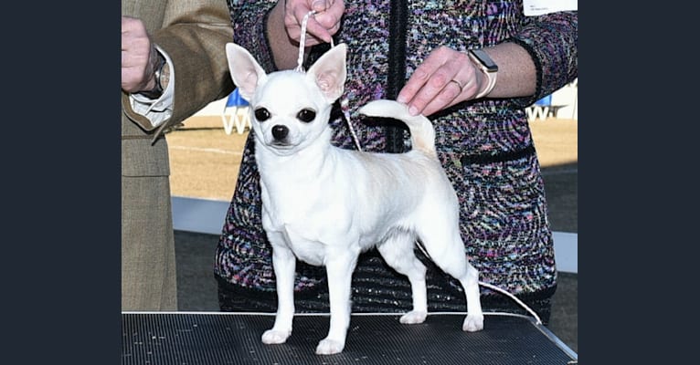 Capture, a Chihuahua tested with EmbarkVet.com