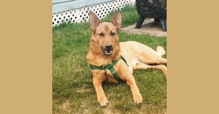 Photo of Oakley, a German Shepherd Dog and Chinese Shar-Pei mix in Oklahoma, USA