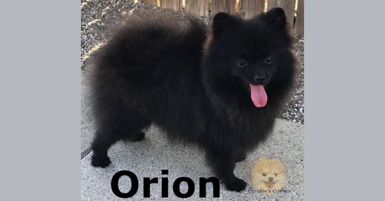 Orion, a Pomeranian tested with EmbarkVet.com