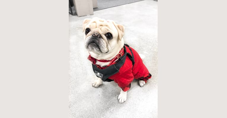 Po, a Pug tested with EmbarkVet.com