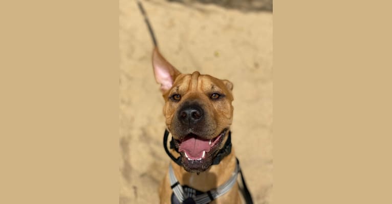 Photo of Wookie, an American Pit Bull Terrier, Bulldog, and Mixed mix in Manatí, Manatí, Puerto Rico