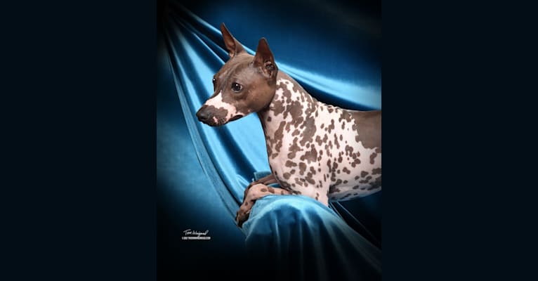 Liberty's Rewind Time, an American Hairless Terrier tested with EmbarkVet.com