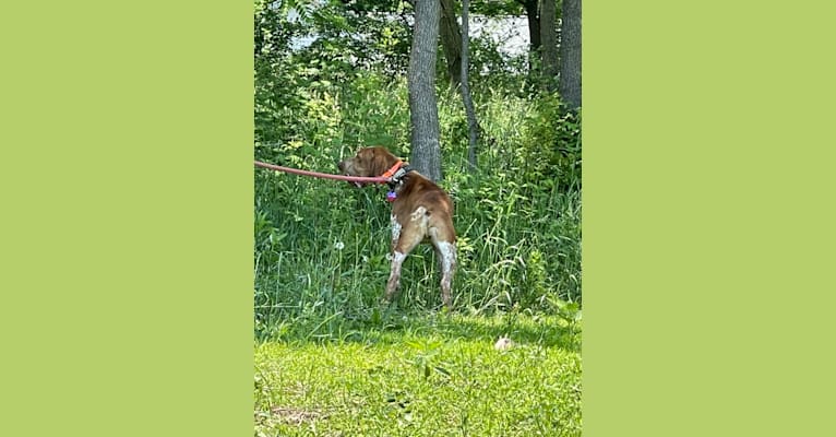 Archie, a Bracco Italiano tested with EmbarkVet.com