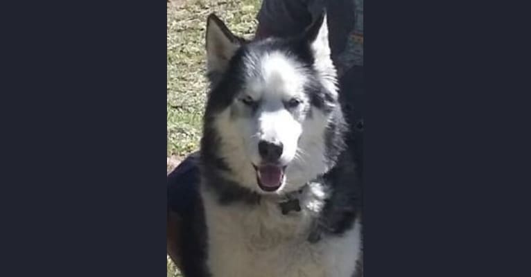 Jager, a Siberian Husky and German Shepherd Dog mix tested with EmbarkVet.com