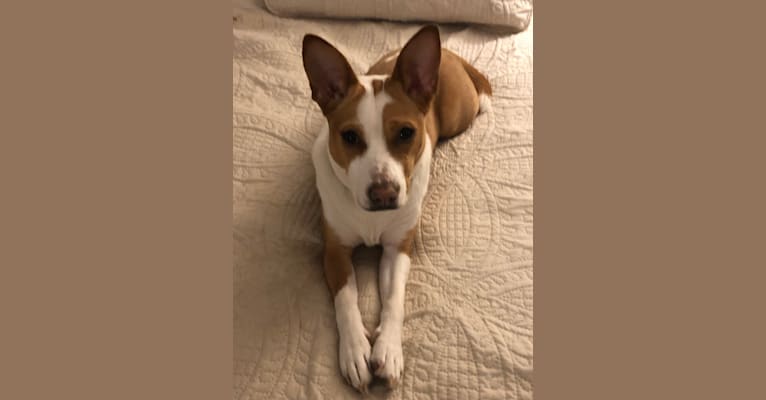 Photo of Magnolia (Maggie), a Russell-type Terrier, American Pit Bull Terrier, Chow Chow, Miniature Pinscher, and Mixed mix in Waterloo, South Carolina, USA