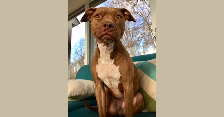 Photo of Blueberry, an American Pit Bull Terrier and American Staffordshire Terrier mix in Tennessee, USA