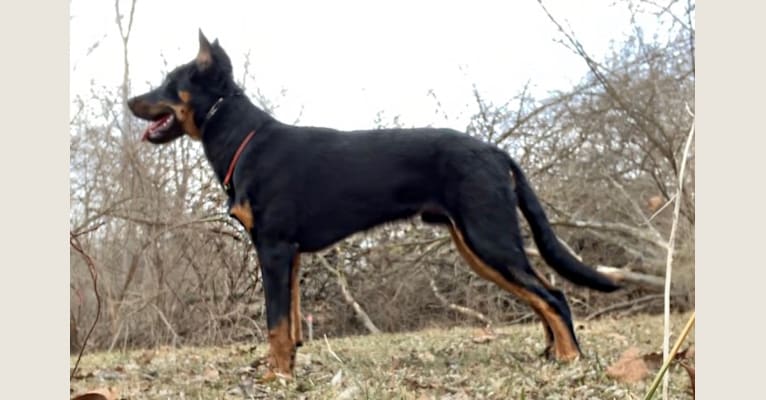 Ragar, a Beauceron tested with EmbarkVet.com