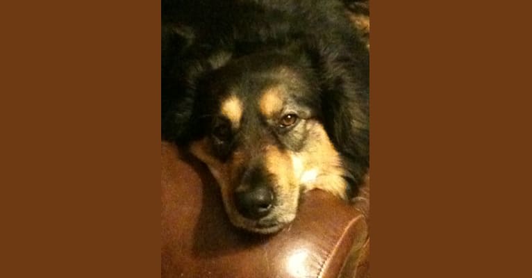 Gracie, a Rottweiler and Alaskan Malamute mix tested with EmbarkVet.com
