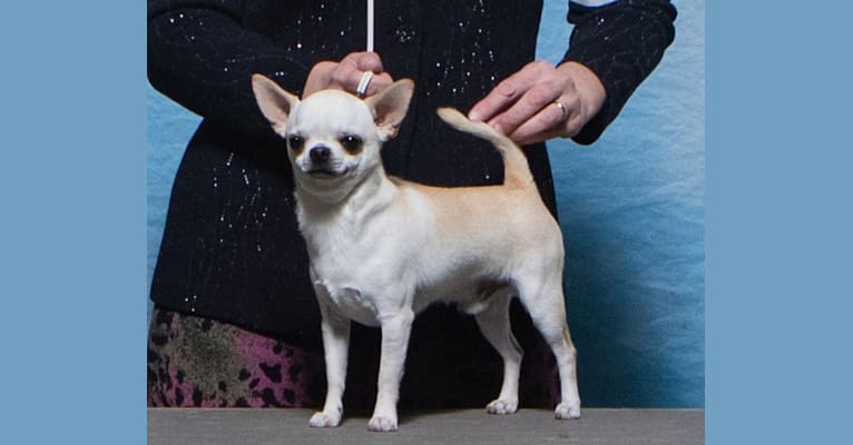 Photo of Scotch, a Chihuahua 