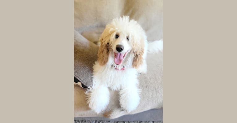 Bailey, a Poodle tested with EmbarkVet.com