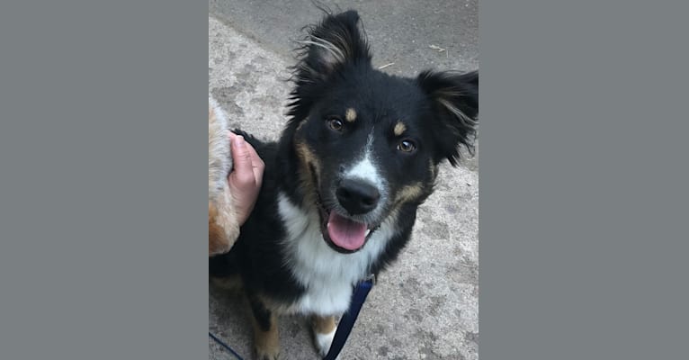 Koda, an Australian Cattle Dog and Rottweiler mix tested with EmbarkVet.com