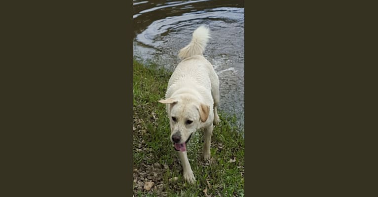 YOGI, a Labrador Retriever and American Pit Bull Terrier mix tested with EmbarkVet.com
