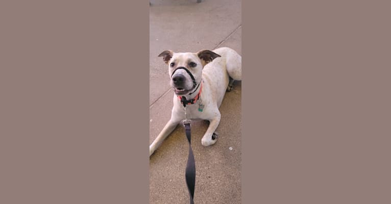 Photo of Pebbles, an American Pit Bull Terrier, Miniature/MAS-type Australian Shepherd, Boxer, and Mixed mix in Fort Worth, Texas, USA