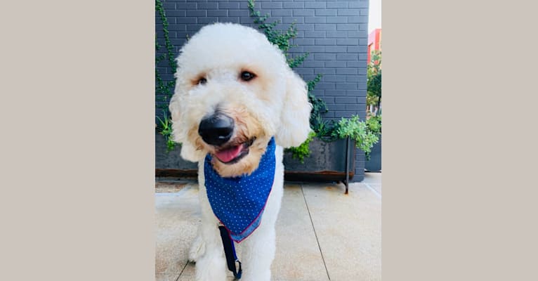 Finnegan, a Goldendoodle tested with EmbarkVet.com