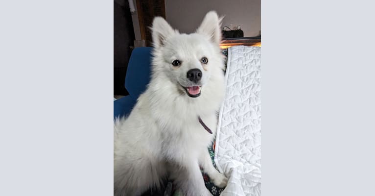 Cha Cha, an American Eskimo Dog and Siberian Husky mix tested with EmbarkVet.com