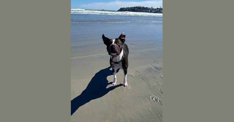 Photo of Maxxy, an American Bulldog and American Staffordshire Terrier mix in Salem, Massachusetts, USA