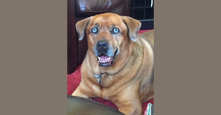 Tucker, a Rottweiler and Labrador Retriever mix tested with EmbarkVet.com