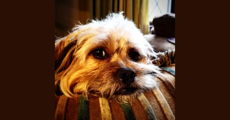 Benji, a Lhasa Apso and Chihuahua mix tested with EmbarkVet.com