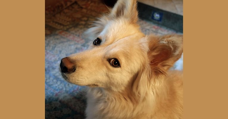 Roxy, a Siberian Husky and Labrador Retriever mix tested with EmbarkVet.com