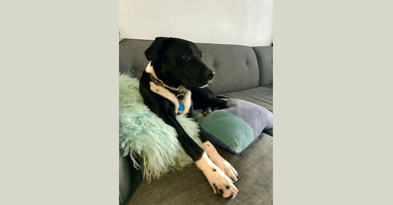 Ralph, an Australian Cattle Dog and American Pit Bull Terrier mix tested with EmbarkVet.com